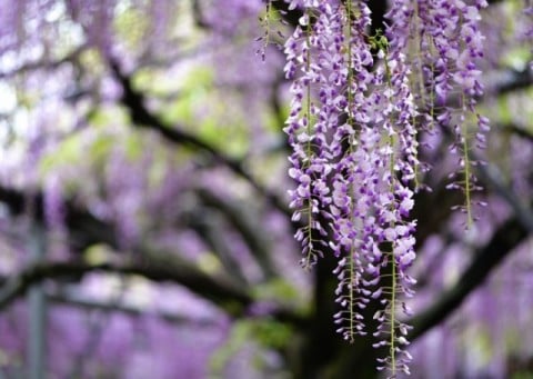 市の花「藤」